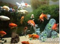 养鱼养几条好，有条件的话养六条或九条是最好的(有利财运)