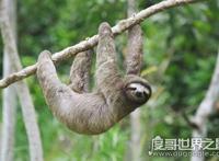 树懒为什么会拉人下水，误将人当作捕食者(传说中的“水鬼”)