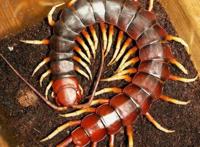 中国红巨龙蜈蚣，一种全身深红在古籍中被称为“天龙”的蜈蚣