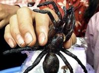 世界上最恶心的食物，油炸毒蜘蛛最"美味"(看了想吐)