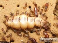 白蚁蚁后是怎么产生的，详解母蚁建立帝国成为蚁后的过程