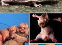 十大世界上最恐怖的动物，帝王蝎竟比眼镜蛇还可怕