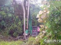 09年广西桂平挖蛇事件真假，挖出长16米/重600斤巨蛇(谣言)
