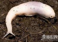 恐怖的幽灵蛞蝓，食肉鼻涕虫以蚯蚓为食(有害物种)