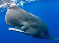 世界上最凶猛的鲸鱼，梅尔维尔鲸鱼可一口吞掉一头鲨鱼(已灭绝)