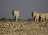 世界上最长寿命的大象，世界上活的最久的大象年龄达90多岁