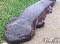世界上最大的娃娃鱼，身长近2米的大鲵笨笨年龄近200岁
