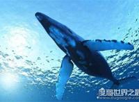 世界上最大的哺乳动物，蓝鲸长33米/重181吨(等于3000个成人体重)
