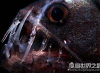 深海毒蛇鱼，长着毒蛇一般的獠牙(嘴里都放不下)