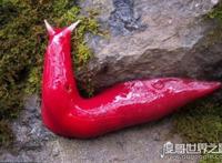 世界上最大的巨型鼻涕虫图片，巨型粉红鼻涕虫长达20厘米