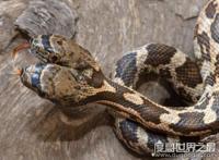 世界十大最罕见的蛇类，长有两个脑袋的双头蛇你见过吗