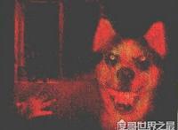 smile.jpg微笑狗是什么，恐怖图片微笑狗为什么吓人
