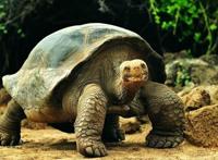 世界上最大的龟，加拉帕戈斯象龟长达6米重达800斤