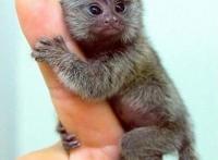 世界上最小的猴子，拇指猴又叫狨猴(仅长10cm)