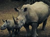 最后一只中国犀牛被杀，在中国彻底灭绝原因