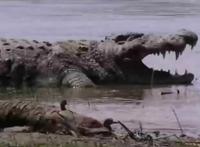 世界上最大的尼罗鳄，古斯塔夫尼罗鳄(长6米/重1吨)