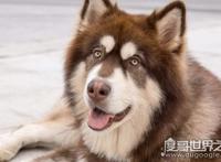 世界十大最危险猛犬，打架最厉害的狗前十名（不宜饲养）