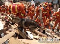 地震搜救犬全部遭处死，谣言不可信(真相是功勋犬救人而牺牲)