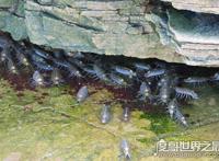 海蟑螂只是外形像蟑螂，实际上有很高的药用价值(可以吃)