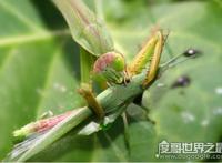 螳螂吃什么，主要以各种农业害虫为食(是肉食性昆虫)