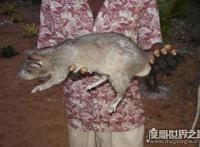 世界上最厉害的老鼠，吃猫鼠竟专门吃猫(其实根本就不存在)
