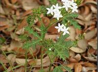 世界十大危险植物，坏女人花汁液能对眼睛造成长期损伤
