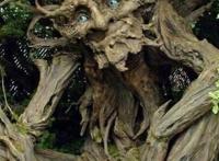 世界上最可怕的植物，真正吃人的奠柏被奉为神树