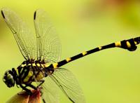 对人类有益的动物有哪些，较为常见（有食用价值）