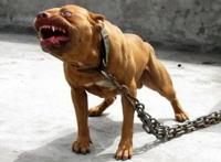 世界上最凶猛的狗排行，比特犬第一(打起架来不怕疼的存在)