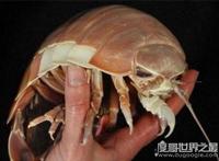 绝食时间最长的动物，大王具足虫(5年43天不吃不喝而死)