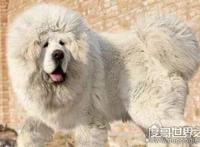 世界上最高的藏獒，藏獒王站立高达1.8米（凶猛忠诚）