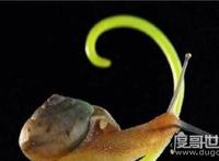 世界上牙齿最多的动物，蜗牛(牙齿全在舌头上共有26000多颗)