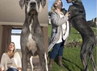 世界上最大的狗排名，世界上最大的5条狗(第一高2.3米)