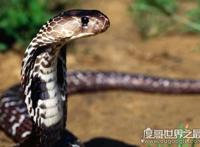 世界上体型最大的毒蛇，过山峰(眼镜王蛇)专以各种蛇类为食