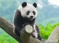 大熊猫的寿命，圈养的熊猫最长可活38岁(野生的很少超过20岁)