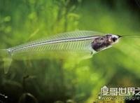 幽灵鱼又叫做玻璃猫，通体透明只看得见骨头