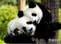 大熊猫生活在什么地方，海拔2600-3500的竹林(国家一级保护动物)