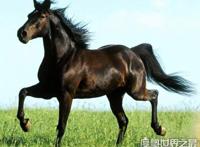 汗血宝马多少钱一匹，价值上千万的宝马每年饲养费就要好几万