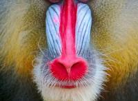 世界上最大的猴子，山峭体长可达78厘米重达到50斤(丑的狰狞)