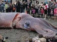 世界上最大大王乌贼有多大，80米是谣言(最大记录18.5米)