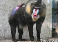 世界上最大的猴科动物，山魈(外形奇特的它们身长能接近80厘米)