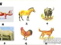 六畜指的是什么，泛指家畜(给人们生活带来保障的动物)
