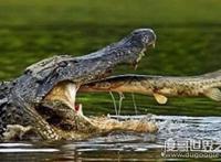 帝鳄vs恐鳄，哪个更恐怖（恐鳄杀伤力更强）