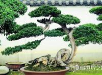 盆景艺术五大流派，盘点中国盆景艺术五大流派特点