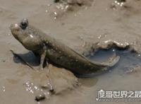 世界上最奇特的鱼，弹涂鱼(一种能够用胸鳍爬树的鱼)