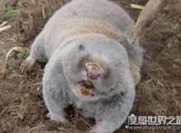 地羊是什么动物，它学名中华鼢鼠(拥有超强挖洞能力)