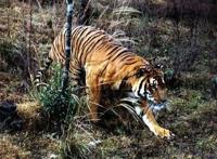 吉尼斯纪录世界上最大的野生老虎，长3.3米/重384公斤