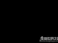 世界上最好斗的鲨鱼，牛鲨(对人类的威胁最大)