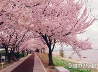 走花路是什么意思，饭圈常用语(希望一切顺利有好事发生)