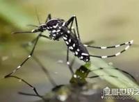哪种蚊子最毒，急性虫媒传染病源头（花斑蚊）
